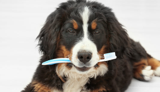 Un chien bouvier bernois avec une brosse à dents dans la gueule