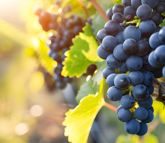 Un vigne et du raisin pour parler de vinaigre 